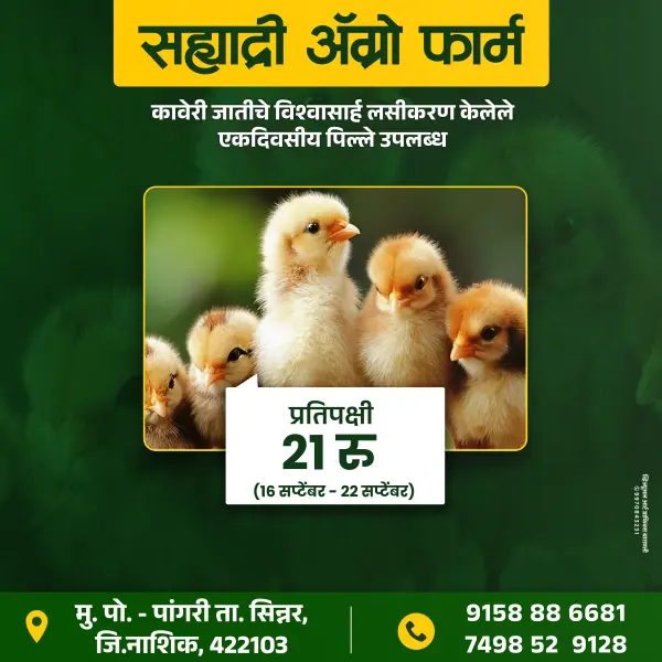 Poultry Farm Banner Design Marathi Photoshop PSD File 2025